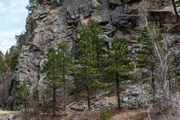 pine trees in front of cliff