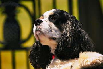 A cute party colored cocker spaniel looking across a table.
