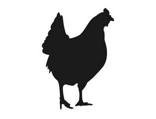 Silhouette of a hen walking for food