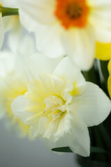 Close up of spring narcissus