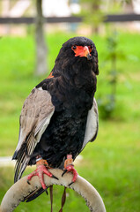 Close up portrait of Aguila Bateleur from the Accipitridae family. Tetrathopius Ecaudatus