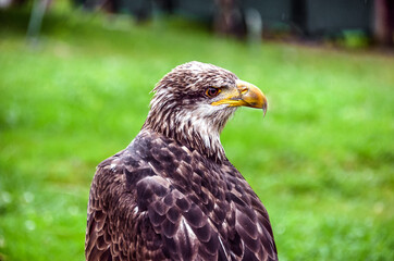 Close up portrait of golden eagle, bird of prey. Piercing eyes