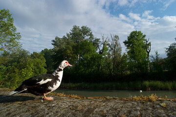 ptak kaczka zwierze kolorowe natura fauna © Piotr