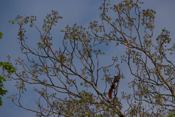 wiewiórka zwierze dzikie gryzoń park drzewo