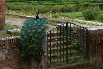 ptak zwierze kolory fauna park  © Piotr