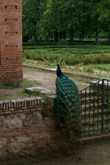 Obraz premium ptak zwierze kolory fauna park 