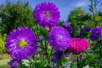 Floral garden. Flowers Asters growing in garden, close up. Selective focus, soft blurry background.