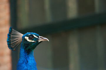 ptak zwierze kolory fauna park  © Piotr
