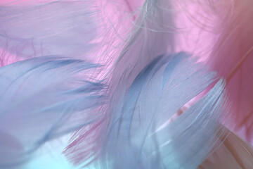 Feathers texture. Pink, blue and purple feathers set in pastel colors.Feathers multicolored  background.Feathers close-up