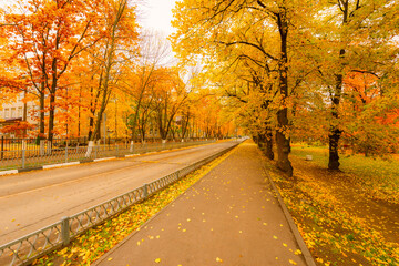 City street in the fall. Garden with trees. Fallen leaves. Russia, Europe. Beautiful nature. View from the alley.