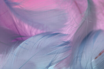 Feathers texture. Pink and purple feathers set in pastel colors.Feathers multicolored beautiful background.Feathers close-up