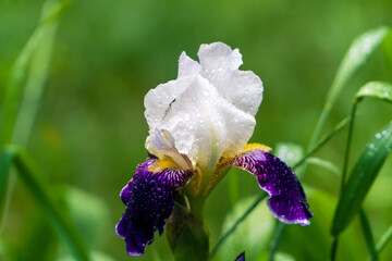 Close-up of a flower of  iris with rain drops on blurred green nature background. Yellow violet white iris flowers are growing in a garden. Horizontal wallpaper image.
