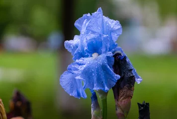 Fototapeten Close-up of big blue flower of  iris with rain drops on blurred green  background. Group of iris flowers are growing in a garden. Landscape orientation wallpaper image. © Dmytro Bel'maz