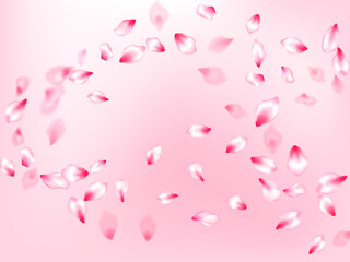 Pink cherry blossom petals isolated