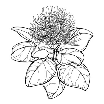 Outline branch of Metrosideros or pohutukawa or Christmas tree flower bunch and leaves in black isolated on white background.