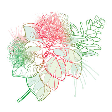 Outline branch of Metrosideros or pohutukawa or Christmas tree with red flower and pastel leaves isolated on white background.
