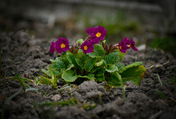 Purple flowers in the garden. Spring primroses in Europe. 