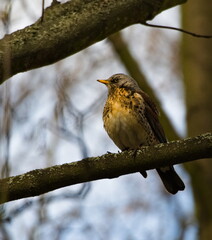The fieldfare (Turdus pilaris) on a branch. Close-up on fieldfare a tree.