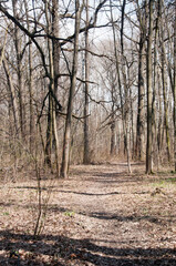 Obraz premium Early spring. A panorama of a spring forest with a path among the trees.