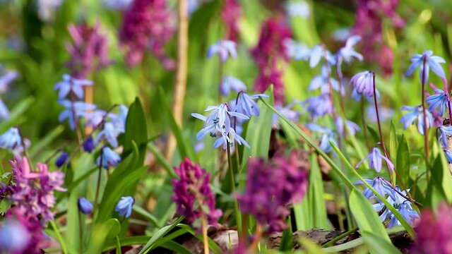 Blooming Scilla bifolia, the alpine squill or two-leaf squill and Corydalis cava close-up. Sunny spring flowers waiving in wind. Nature details with selective focus blur