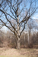 A birdhouse for several birds on the trunk of a large old tree. Spring landscape.