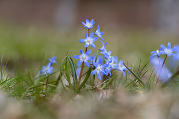 Blooming blue scilla luciliae in spring