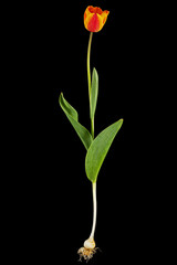 Blossom flower of tulip with bulb and roots, isolated on black background