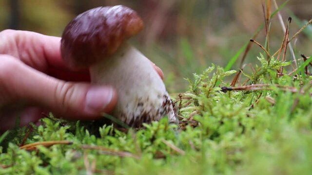 A wild, young and crispy porcini (Boletus edulis) grows in the woods. A hand picks it by twisting it out of the ground. The mushroom closes a hole in the moss to protect the mycelium. 