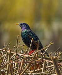 European starling (Sturnus vulgaris) on a branch, full silhouette of the common starling 