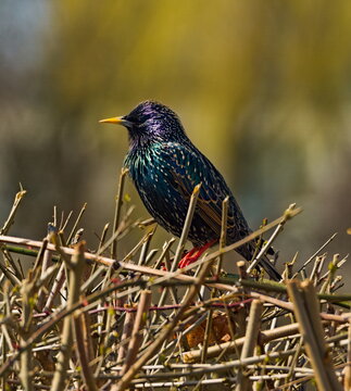 European starling (Sturnus vulgaris) on a branch, full silhouette of the common starling 