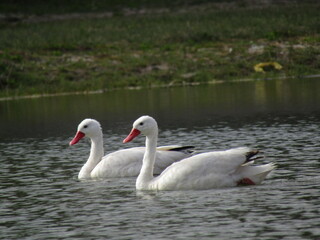 two swans on the lake
