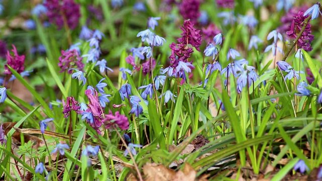 Blooming Scilla bifolia, the alpine squill or two-leaf squill and Corydalis cava close-up loop. Sunny spring flowers waiving in wind. Nature details with selective focus blur