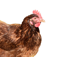 Hen isolated , farm bird head - 430447301