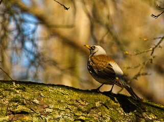 The fieldfare (Turdus pilaris) on a branch. Close-up on fieldfare a tree.
