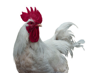 White rooster head - 430447352