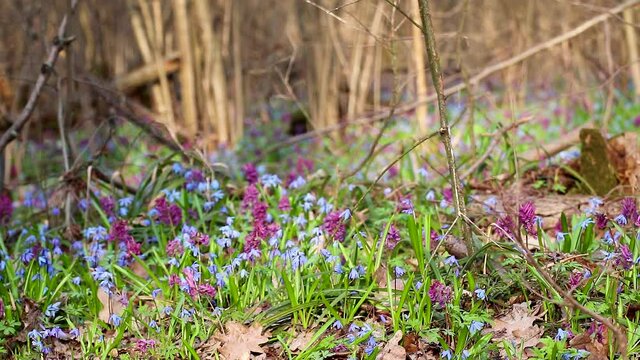 Blooming Scilla bifolia or two-leaf squill and Corydalis cava in wild forest loop. Sunny spring flowers waiving in wind. Nature details with selective focus blur