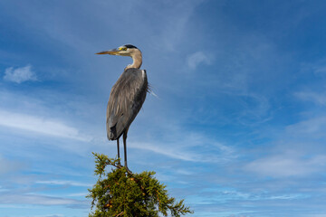 Gray heron in Parco Naturale della Maremma, Tuscany, Italy