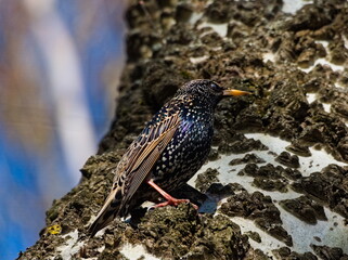 European starling (Sturnus vulgaris) on a tree, full silhouette of the common starling on birch