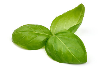 Fresh organic basil leaves, isolated on white background. High resolution image