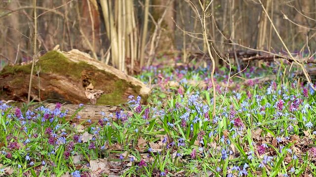 Blooming Scilla bifolia or two-leaf squill and Corydalis cava in wild sunny forest. Sunny spring flowers waiving in wind. Nature details with selective focus blur