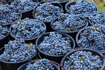 harvested terrible varieties Cabernet Moravia in autumn vineyard, Southern Moravia, Czech Republic