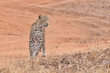 Leopard at Tadoba National Park. One of the most bold & beautiful Leopard. Once she gives sighting...