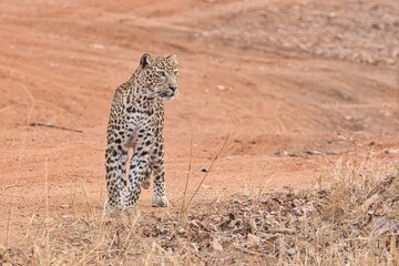 Leopard at Tadoba National Park. One of the most bold & beautiful Leopard. Once she gives sighting it would be festival for all the Photographers and Visitors too..   © VISWA