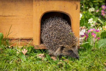 Hedgehog leaving house, , erinaceus europaeus, emerging from his house, taken from a wildlife hide to monitor health and numbers of this declining iucn red-listed mammal, space for copy, Horizontal.   © Moorland Roamer