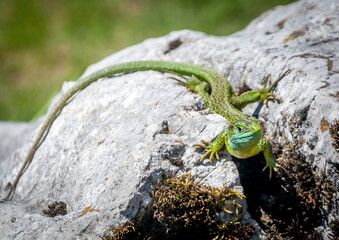Lézard vert et bleu