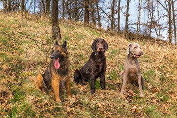 Three dogs sitting in an oak forest. Spring walk with dogs. Sheepdog, Weimaraner and Flat coated retriever.