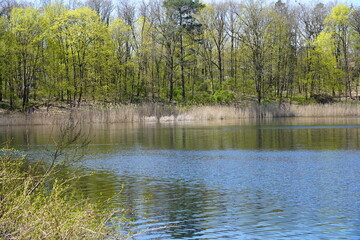 Obraz premium Sonnige Seenlandschaft mit Schilf und Wald im Frühling in Berlin, Schlachtensee