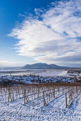 Winter vineyards under Palava near Sonberk, South Moravia, Czech Republic