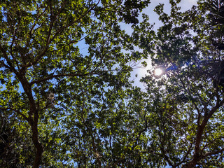 Trees leaves in the sky