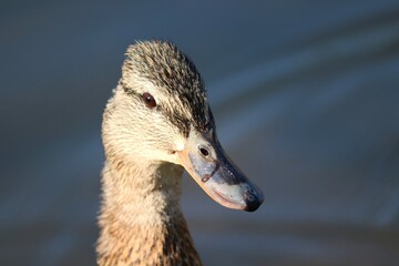 weibliche Stockente im Portrait